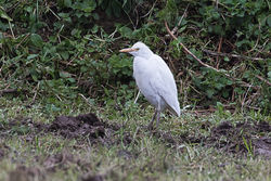 Cattle Egret photographed at Steam Mill Lane, STM on 6/3/2018. Photo: © Rod Ferbrache