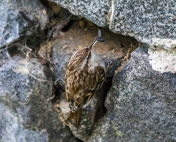 Short-toed Treecreeper photographed at St Peter Port on 17/3/2018. Photo: © Mike Cunningham