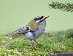 Firecrest photographed at St Peter Port [SPP] on 24/3/2018. Photo: © Mike Cunningham