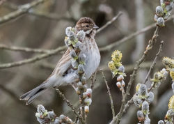 Reed Bunting photographed at Grands Marais/Pre [PRE] on 24/3/2018. Photo: © Anthony Loaring