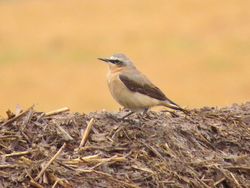 Wheatear photographed at Rue des Hougues, STA [H04] on 8/4/2018. Photo: © Wayne Turner