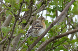 Brambling photographed at Route de Carteret on 10/4/2018. Photo: © Judy Down