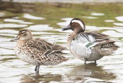 Garganey photographed at Claire Mare [CLA] on 12/4/2018. Photo: ©  Rockdweller