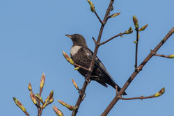 Ring Ouzel photographed at Herm [HER] on 18/4/2018. Photo: © Rod Ferbrache