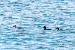 Common Scoter photographed at Pulias [PUL] on 1/5/2018. Photo: © Andy Marquis