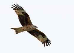 Red Kite photographed at Fauxquets Valley [FAU] on 12/5/2018. Photo: © Anthony Loaring