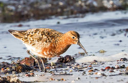 Curlew Sandpiper photographed at Vazon on 18/5/2018. Photo: ©  Rockdweller
