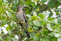 Cuckoo photographed at Rue des Bergers [BER] on 19/6/2018. Photo: ©  Rockdweller
