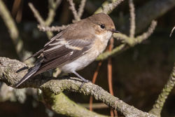 Pied Flycatcher photographed at Fort Hommet [HOM] on 3/8/2018. Photo: © Rod Ferbrache
