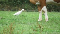 Cattle Egret photographed at Rue a Fresnes, Castel on 28/8/2018. Photo: © Tony Bisson