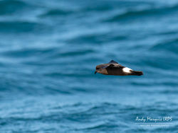 Storm Petrel photographed at Pelagic [PEL] on 9/9/2018. Photo: © Andy Marquis