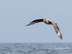 Great Skua photographed at Pelagic [PEL] on 9/9/2018. Photo: © Andy Marquis