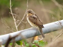 Wryneck photographed at Mt. Herault [MHE] on 2/9/2018. Photo: © Mark Guppy