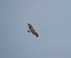 Honey Buzzard photographed at Fauxquet Valley on 4/9/2018. Photo: © Mark Guppy