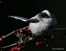 Long-tailed Tit photographed at Silbe [SIL] on 7/10/2018. Photo: © Albert Harvey