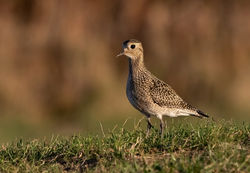 Golden Plover photographed at Pleinmont [PLE] on 8/10/2018. Photo: © Anthony Loaring