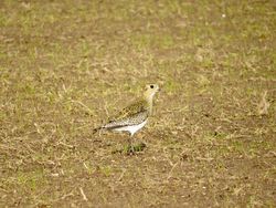 Golden Plover photographed at Mt. Herault [MHE] on 18/10/2018. Photo: © Mark Guppy