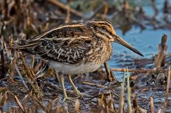 Jack Snipe photographed at Claire Mare [CLA] on 3/11/2018. Photo: ©  Rockdweller