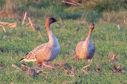 Pink-footed Goose photographed at Rue des Hougues, STA [H04] on 18/11/2018. Photo: © Rod Ferbrache