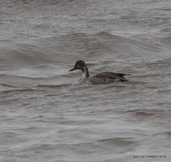 Pintail photographed at Perelle [PER] on 1/12/2018. Photo: © Albert Harvey