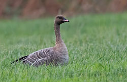 Pink-footed Goose photographed at Rue Des Houguets STA on 6/12/2018. Photo: © Anthony Loaring