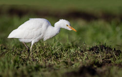Cattle Egret photographed at Rue des Bergers [BER] on 20/12/2018. Photo: © Anthony Loaring