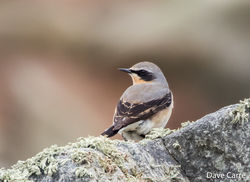 Wheatear photographed at Pulias [PUL] on 1/3/2019. Photo: © Dave Carre
