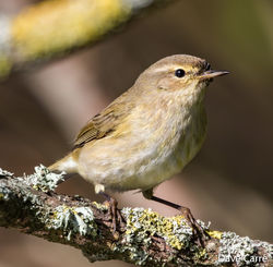 Chiffchaff photographed at Rue des Bergers [BER] on 7/3/2019. Photo: © Dave Carre