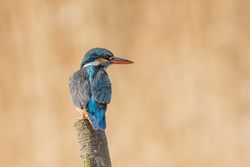 Kingfisher photographed at Rue des Bergers [BER] on 11/3/2019. Photo: © Rod Ferbrache