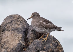 Purple Sandpiper photographed at Jaonneuse [JAO] on 15/3/2019. Photo: © Anthony Loaring
