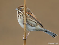 Reed Bunting photographed at Grands Marais/Pre [PRE] on 20/3/2019. Photo: © Dave Carre