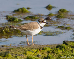 Little Ringed Plover photographed at Colin Best NR [CNR] on 30/3/2019. Photo: © Dave Carre