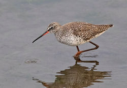 Spotted Redshank photographed at Vale Pond [VAL] on 2/4/2019. Photo: © Anthony Loaring