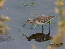 Spotted Redshank photographed at Vale Pond [VAL] on 2/4/2019. Photo: © Andy Marquis
