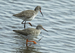 Spotted Redshank photographed at Vale Pond [VAL] on 4/4/2019. Photo: © Mike Cunningham