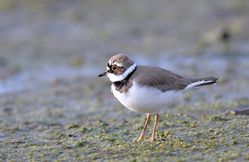 Little Ringed Plover photographed at Colin Best NR [CNR] on 31/3/2019. Photo: © Adrian Bott