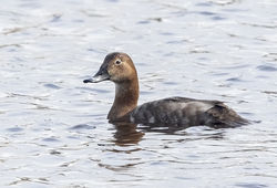 Pochard photographed at Claire Mare [CLA] on 9/4/2019. Photo: © Anthony Loaring
