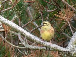 Cirl Bunting photographed at Pleinmont [PLE] on 14/4/2019. Photo: © Andy Marquis