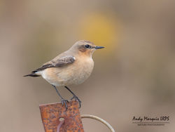 Wheatear photographed at Pleinmont [PLE] on 14/4/2019. Photo: © Andy Marquis