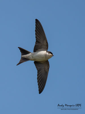House Martin photographed at Portinfer [POR] on 19/4/2019. Photo: © Andy Marquis