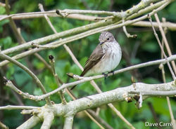 Spotted Flycatcher photographed at Select location on 3/5/2019. Photo: © Dave Carre