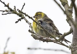 Serin photographed at Rue des Gains, Torteval on 7/5/2019. Photo: © Anthony Loaring