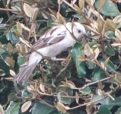 House Sparrow photographed at jerbourg on 9/5/2019. Photo: © lorna harborow