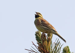 Cirl Bunting photographed at Pleinmont [PLE] on 19/4/2019. Photo: © Anthony Loaring