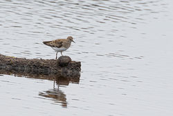 Temminck's Stint photographed at Claire Mare [CLA] on 18/5/2019. Photo: © Rod Ferbrache