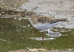 Temminck's Stint photographed at Claire Mare [CLA] on 18/5/2019. Photo: © Anthony Loaring