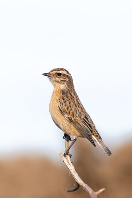 Whinchat photographed at Fort Le Marchant [MAR] on 1/10/2019. Photo: © Rod Ferbrache