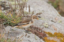 Snow Bunting photographed at Grandes Rocques [GRO] on 5/10/2019. Photo: © Rod Ferbrache