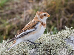Snow Bunting photographed at Pulias [PUL] on 17/10/2019. Photo: © Dave Carre