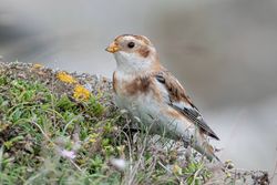 Snow Bunting photographed at Pulias [PUL] on 17/10/2019. Photo: © Rod Ferbrache